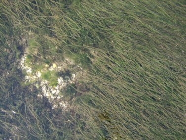 Zostera noltei