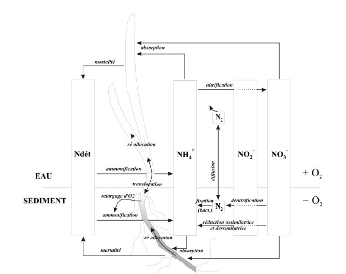 Cycle de l'azote de l'herbier
