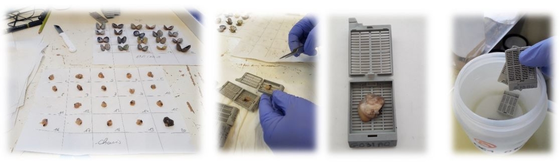 Conditionnement des palourdes pour les coupes histologiques