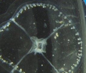 Blackfordia virginica