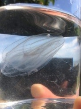 Mnemiopsis leidyi