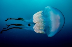 Rhizostoma luteum