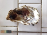 Platyhelminthes sur huitre