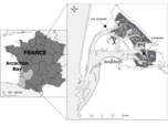 Image article palourde